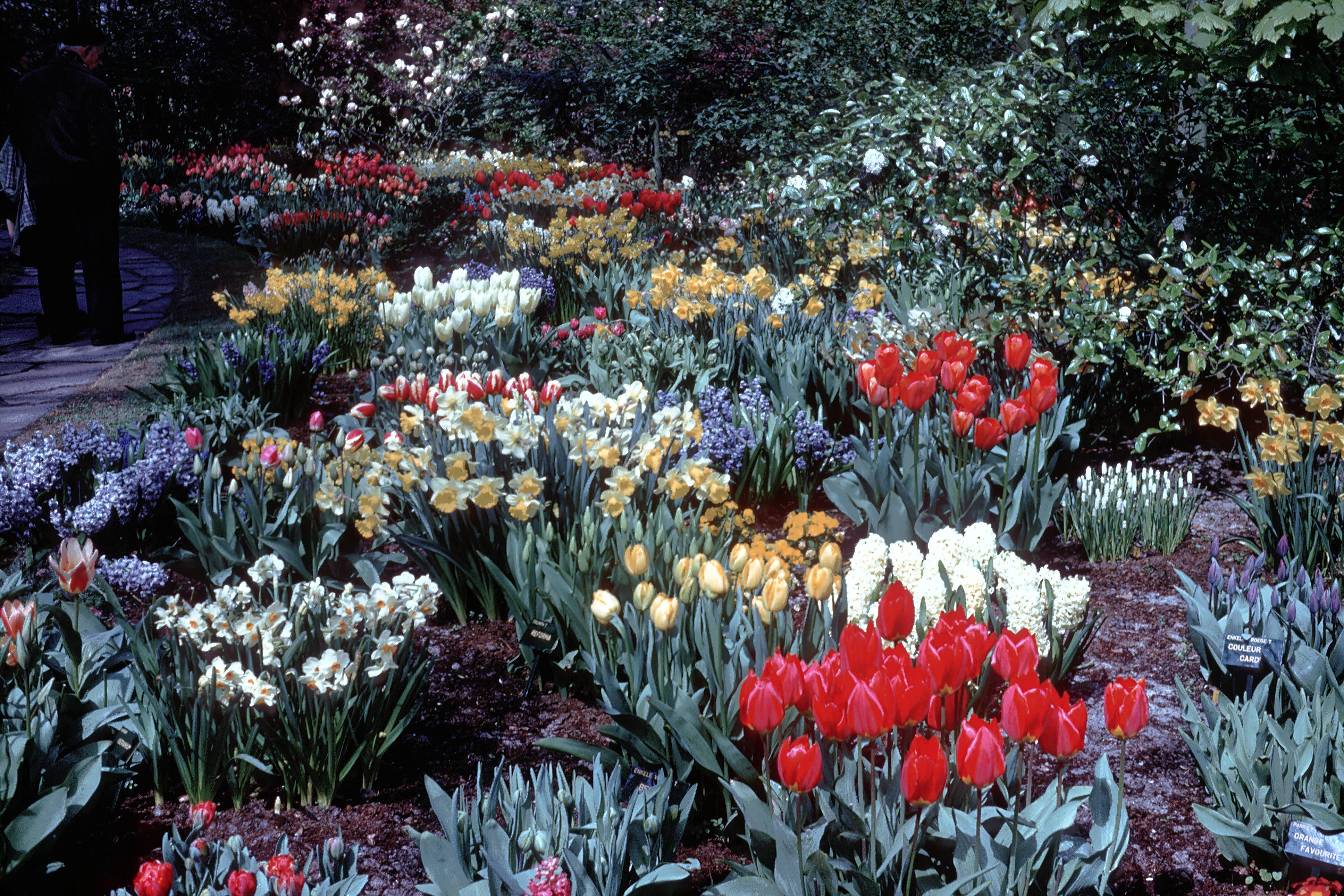 In bloom