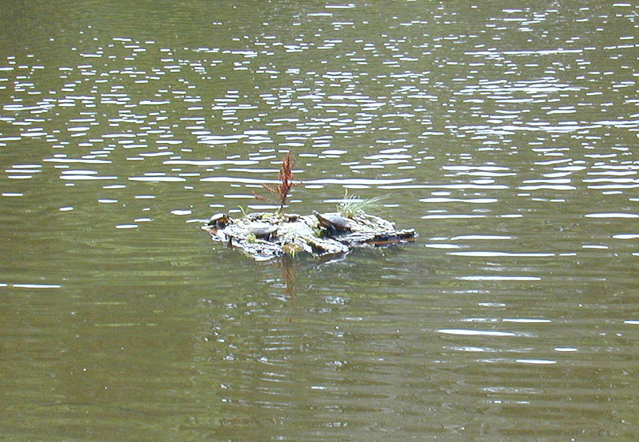 Turtles on a rock
