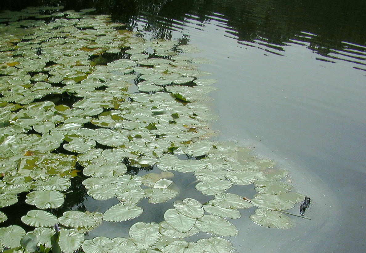 Lilypads