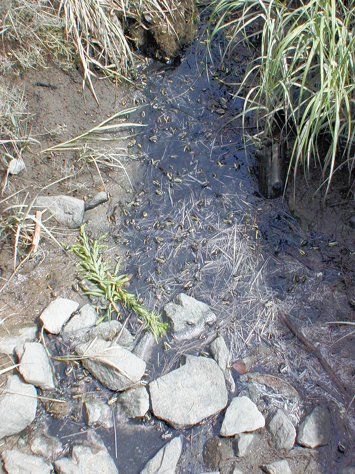 Fiddler crabs