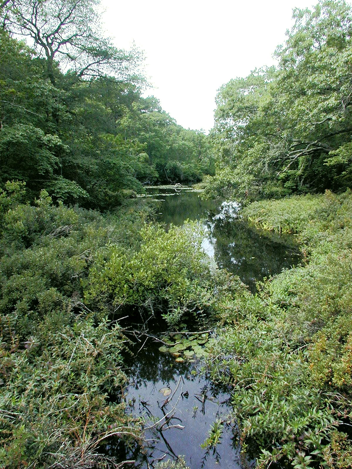 Another view of the pond