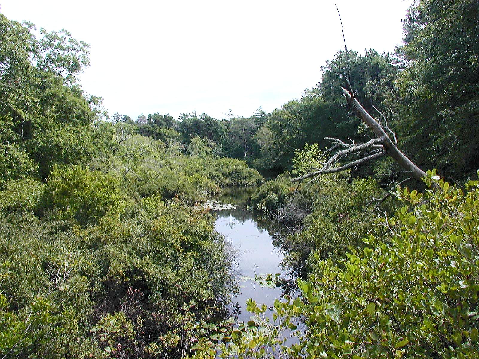 Secluded pond