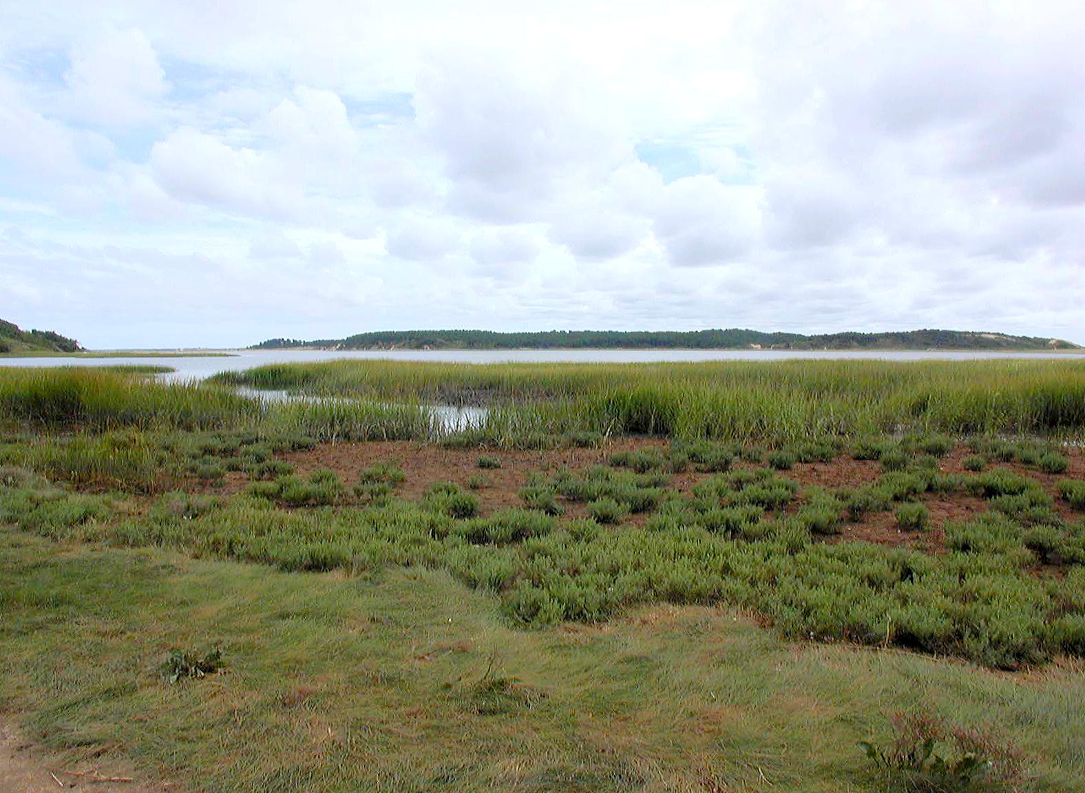 Wetlands on Wellfleet Harbor