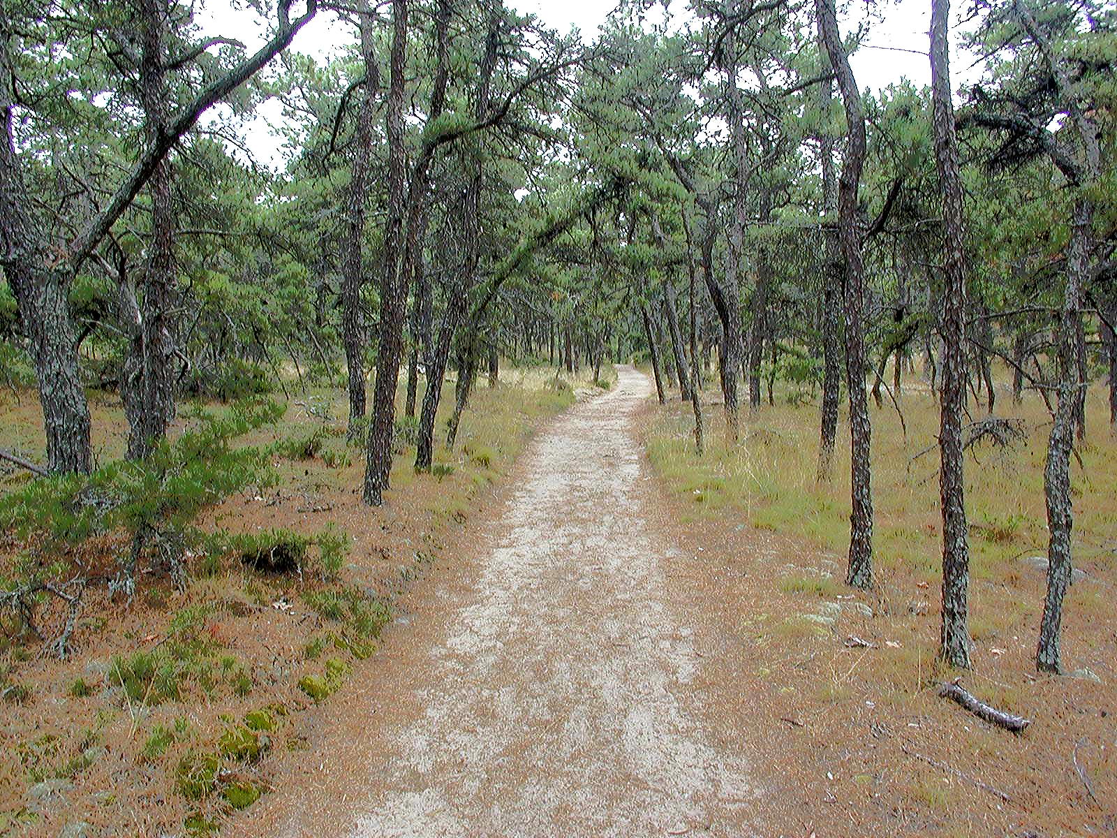 Hiking trail through the woods