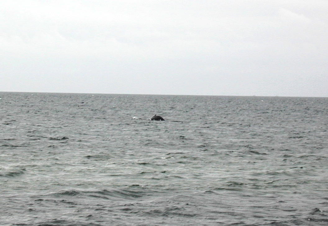 Whale ahoy!