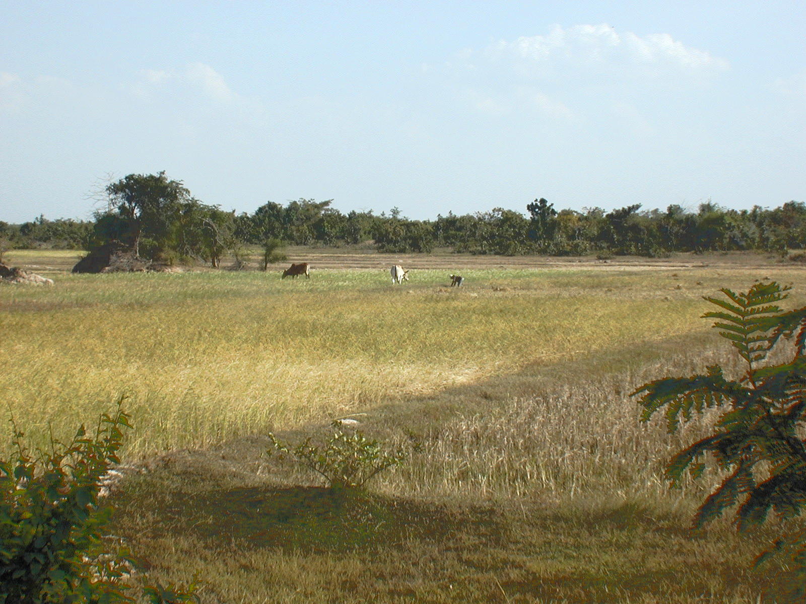 Grazing cattle