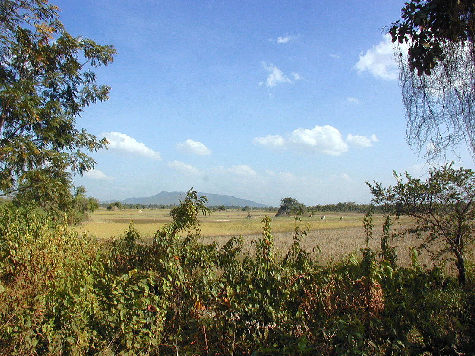 Scenic view with rice