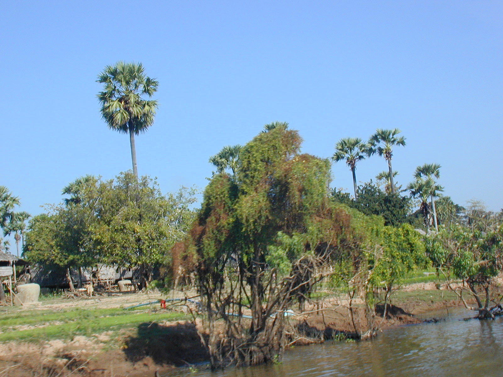 jungle growth