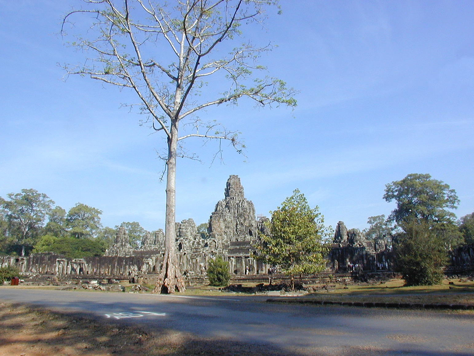 Trees And Stone