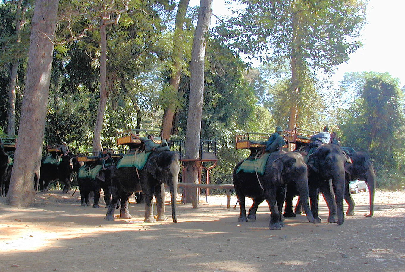 More elephants, setting off to work