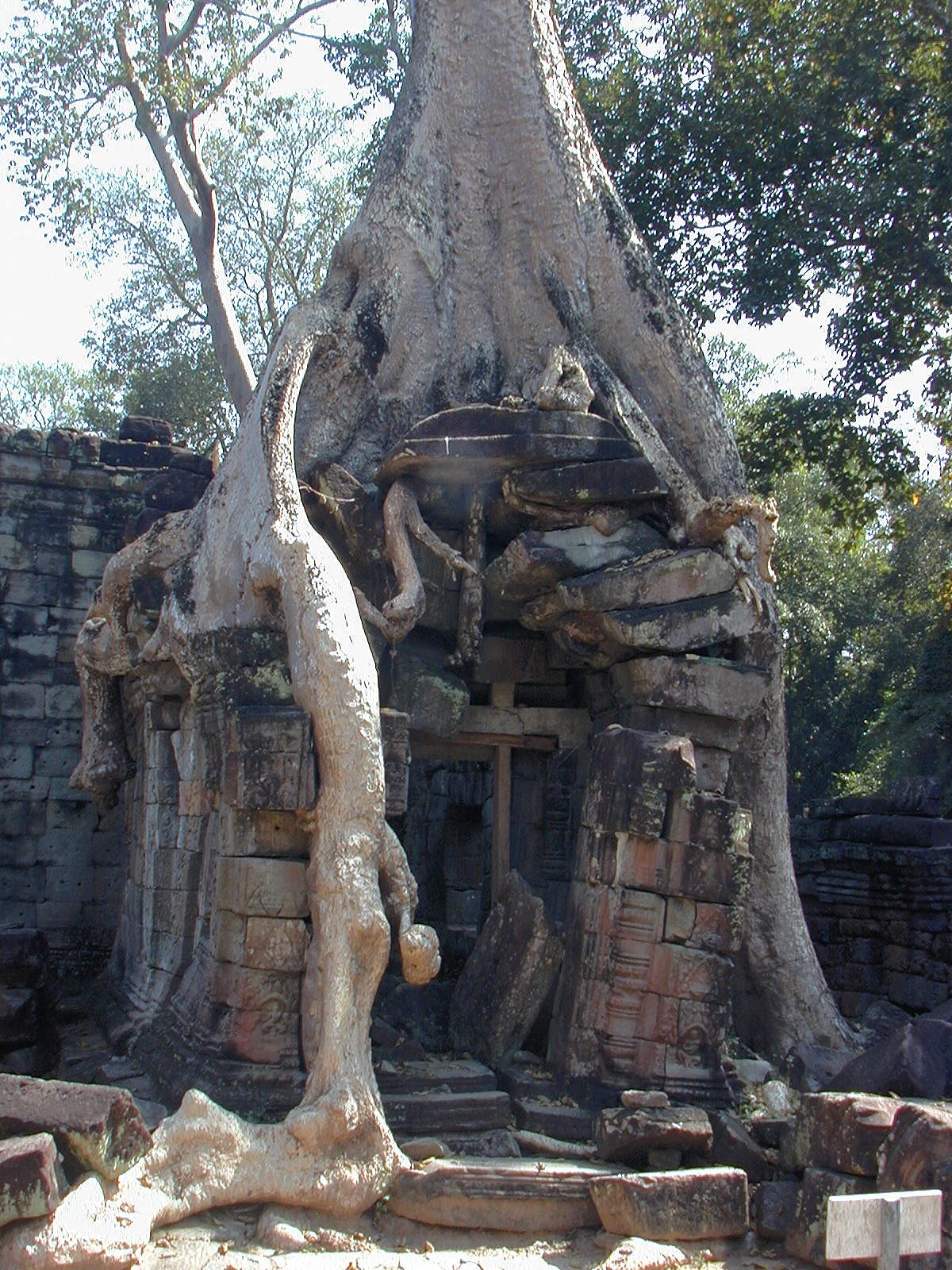 Trees And Stone