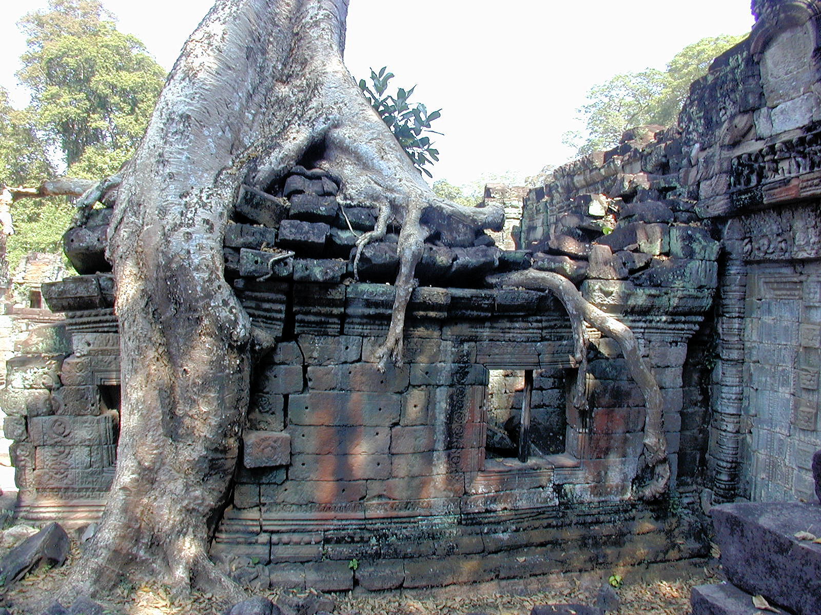 Trees And Stone