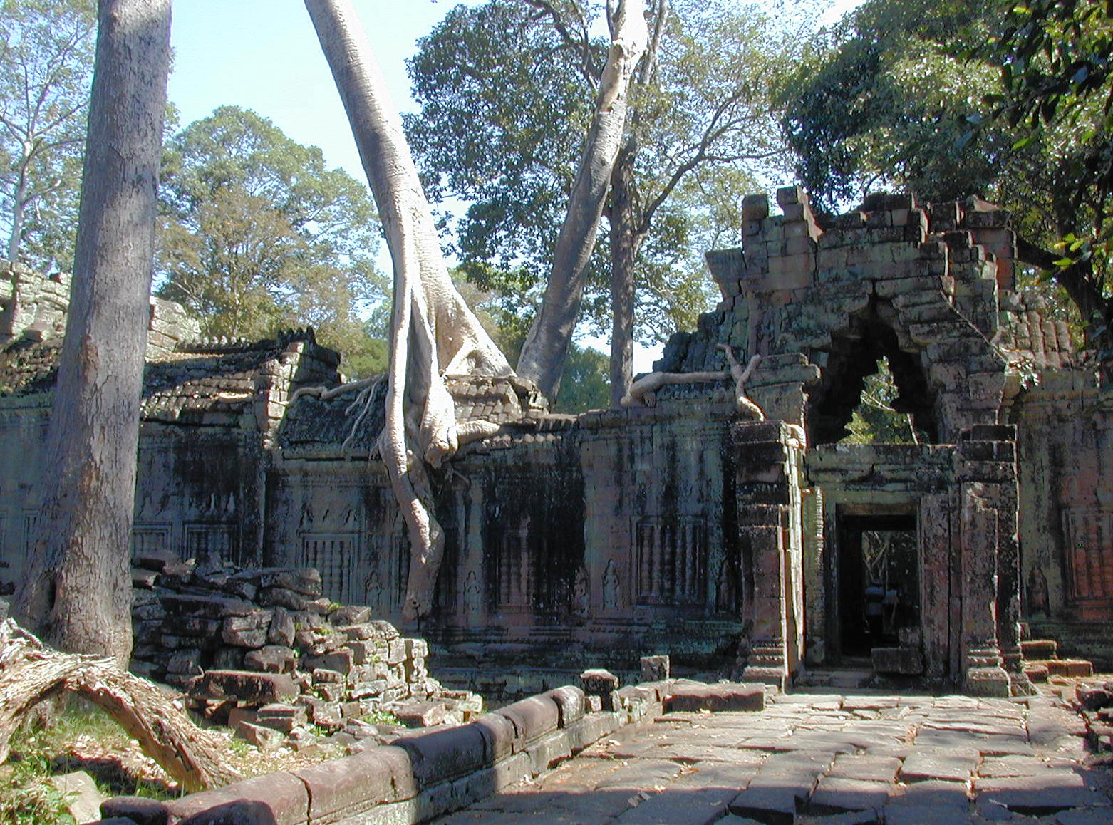 Trees And Stone