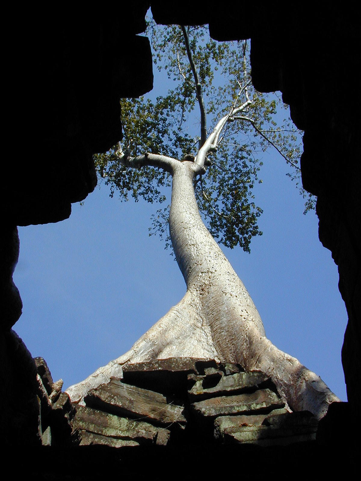 Trees And Stone