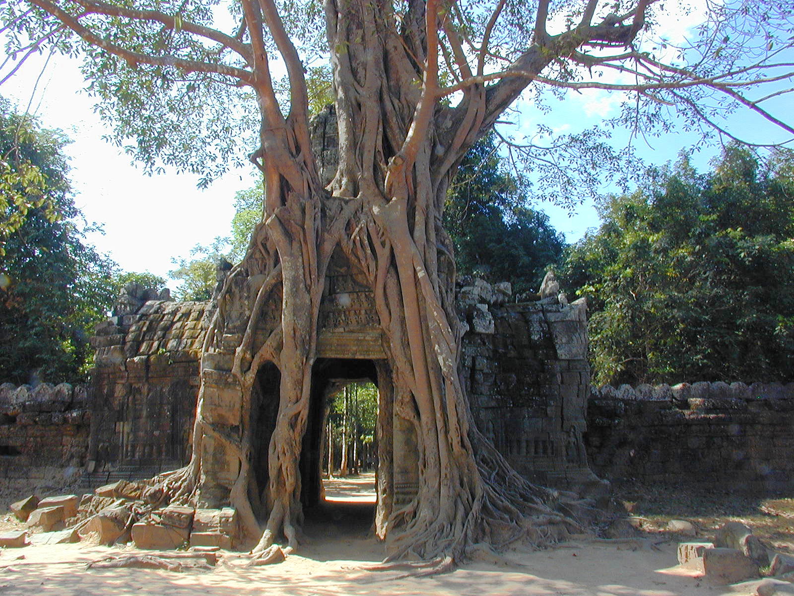 Trees And Stone