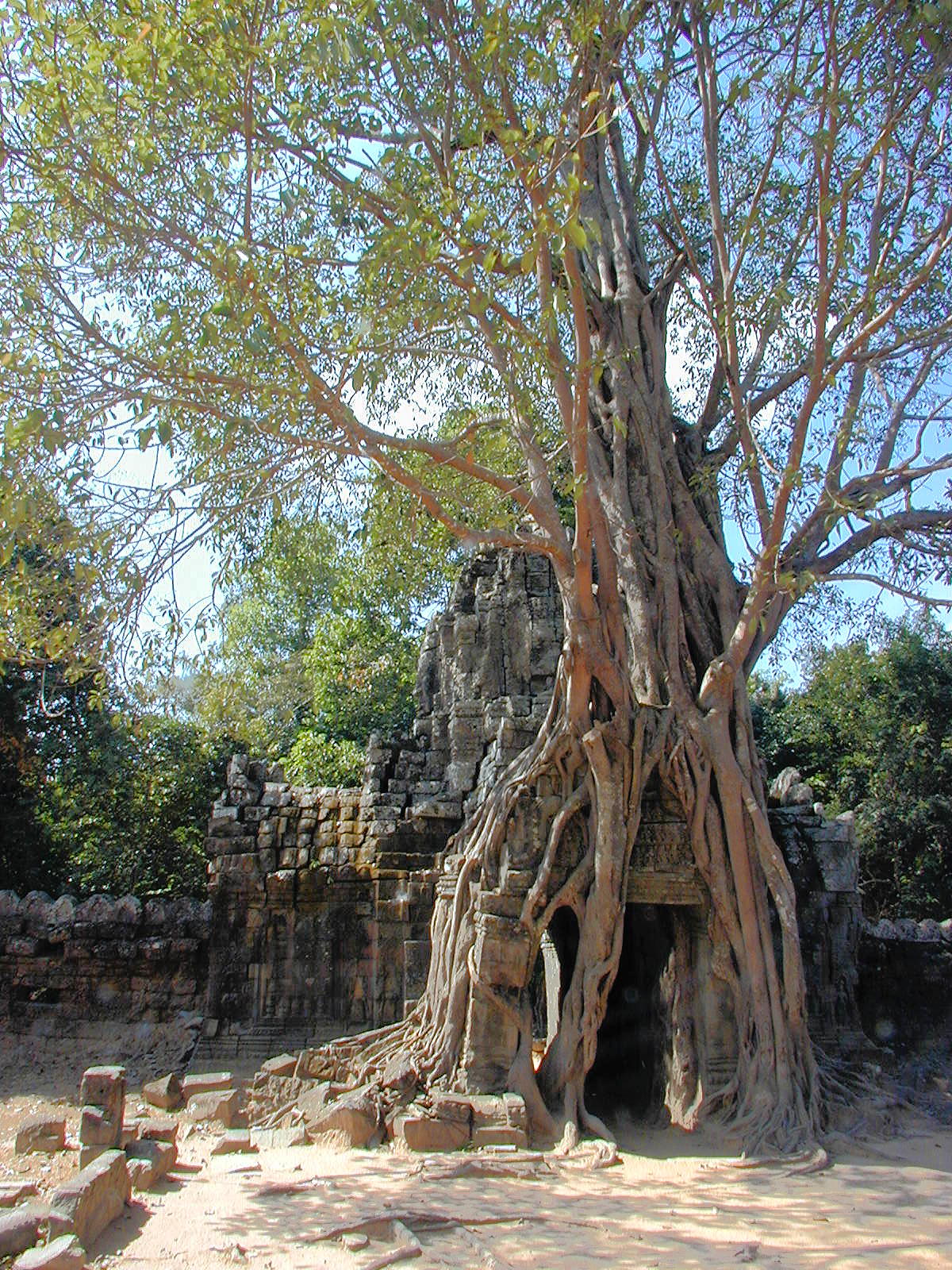 Trees And Stone