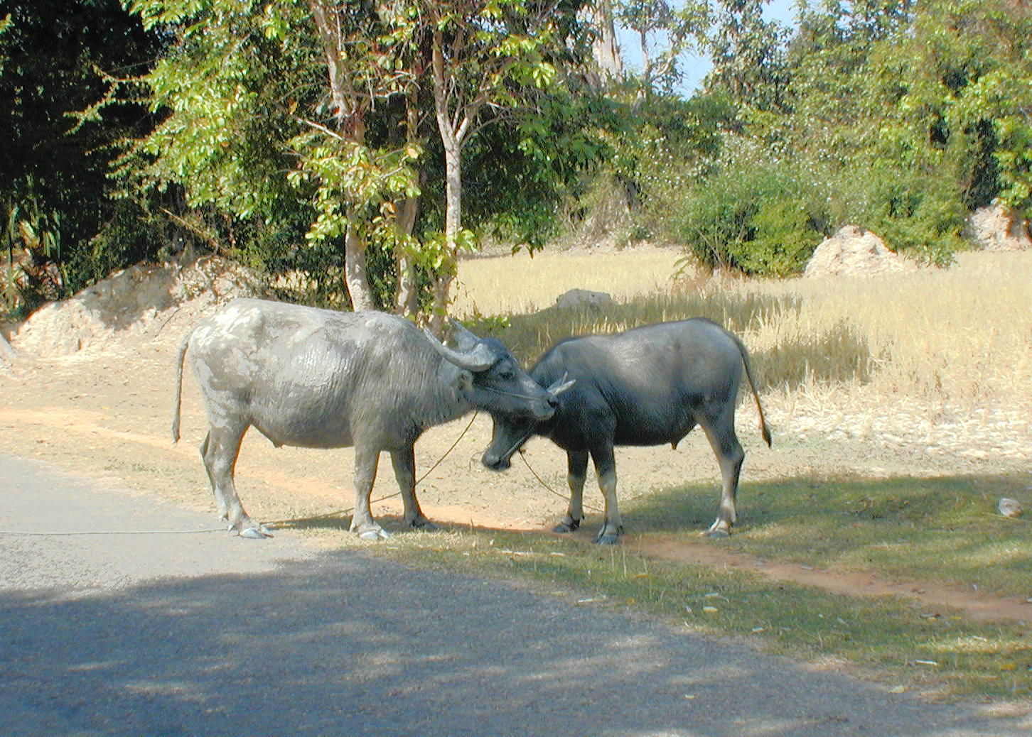 Roadside wildlife