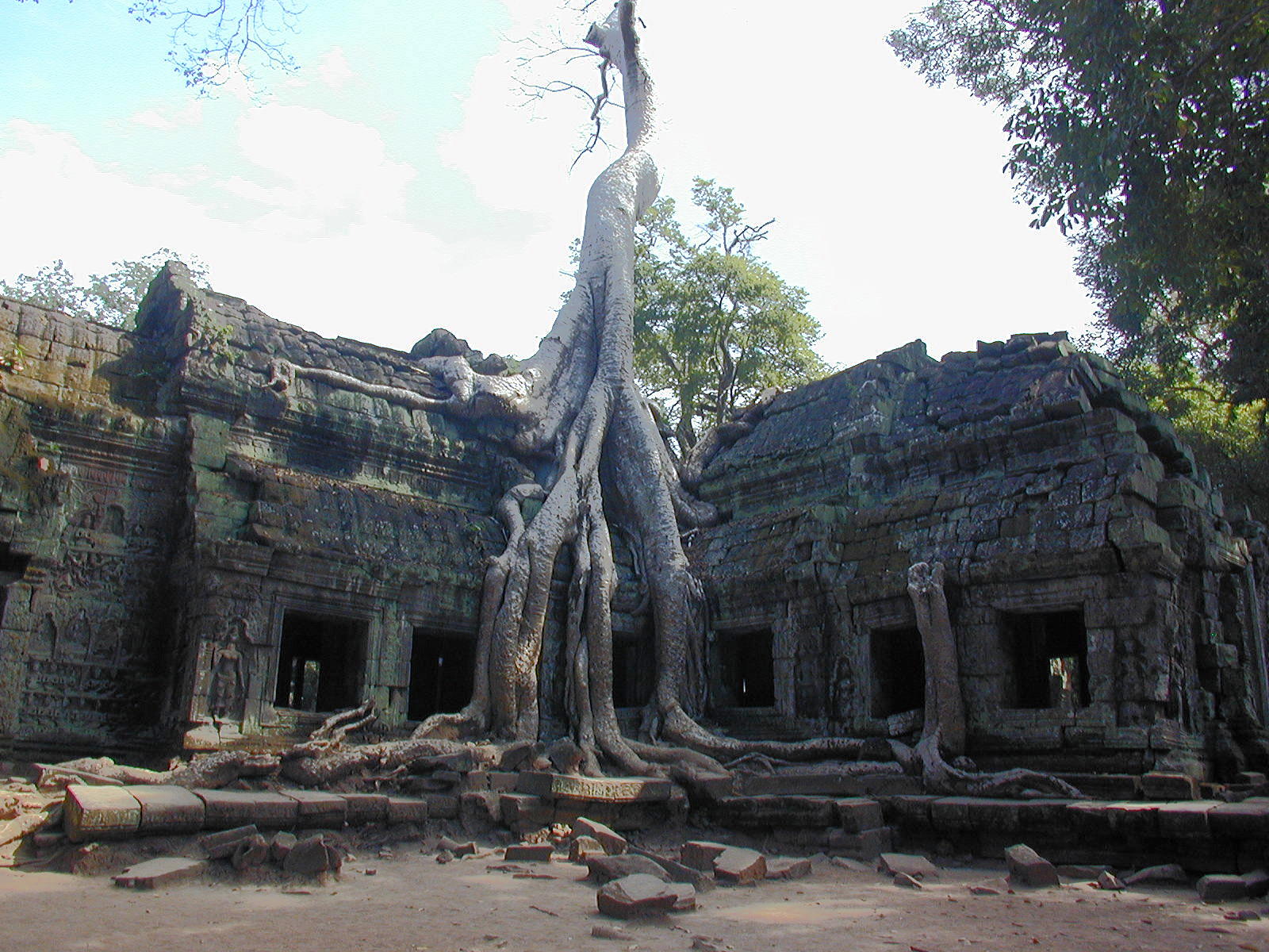 Trees And Stone