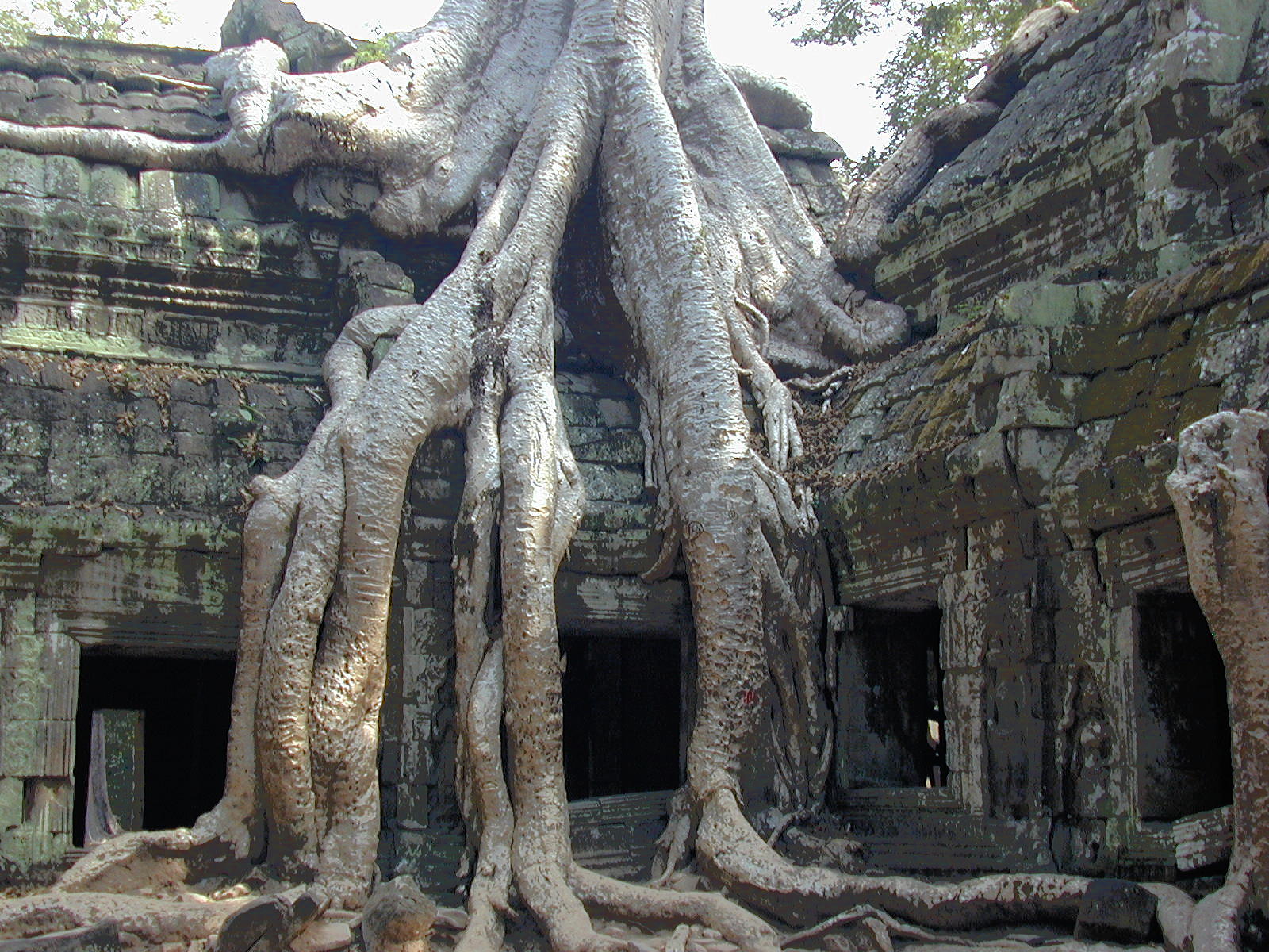 Trees And Stone