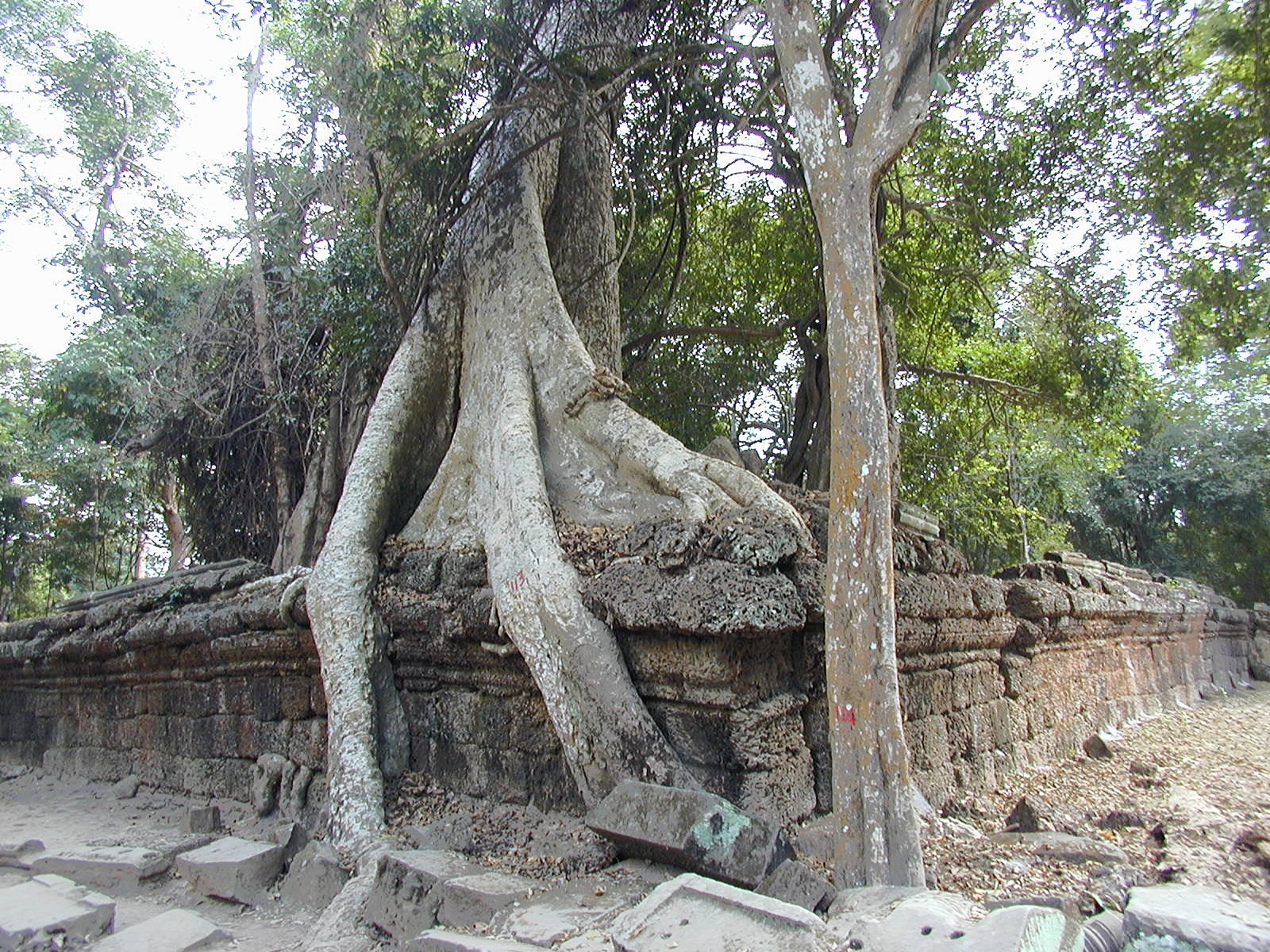 Trees And Stone