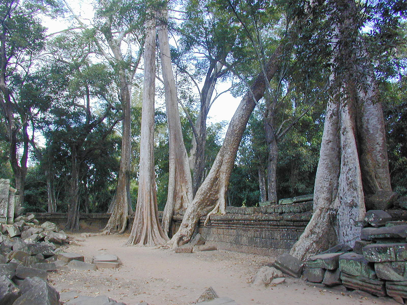 Trees And Stone