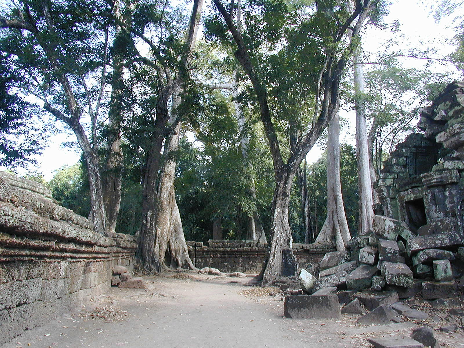 Trees And Stone
