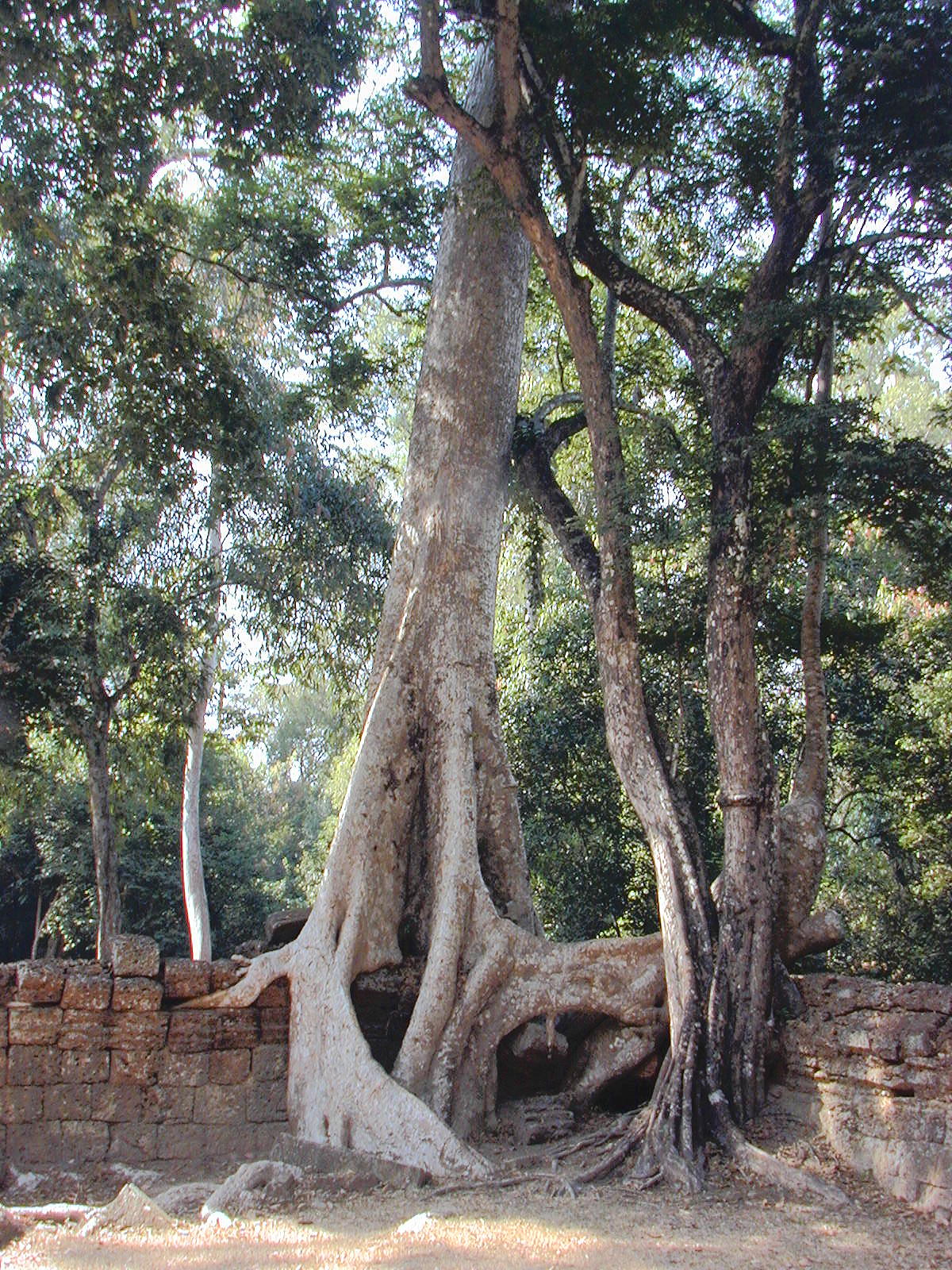 Trees And Stone