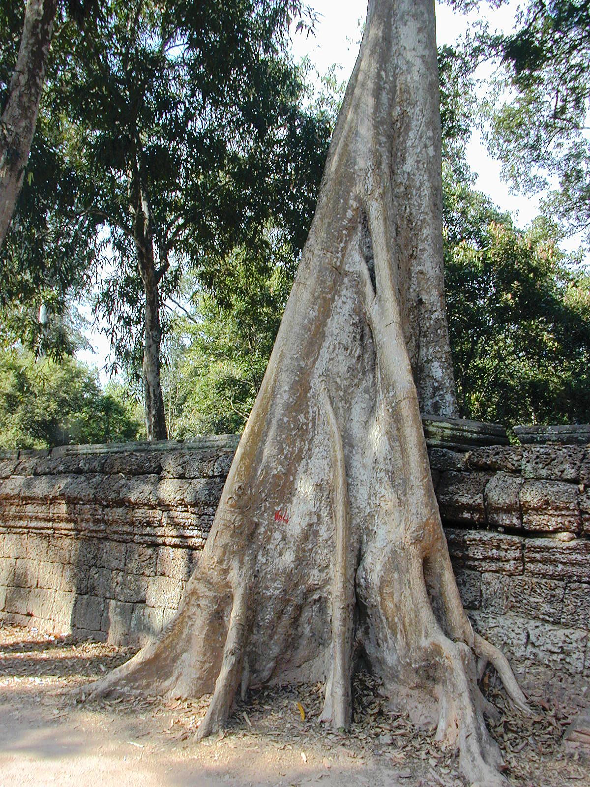 Trees And Stone