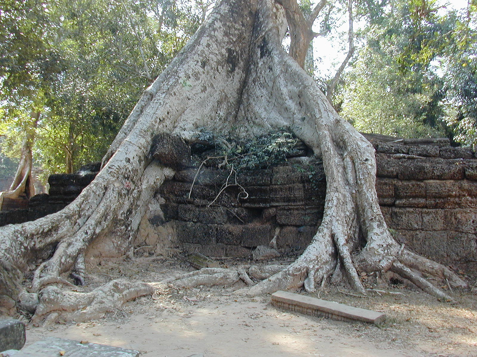Trees and stone