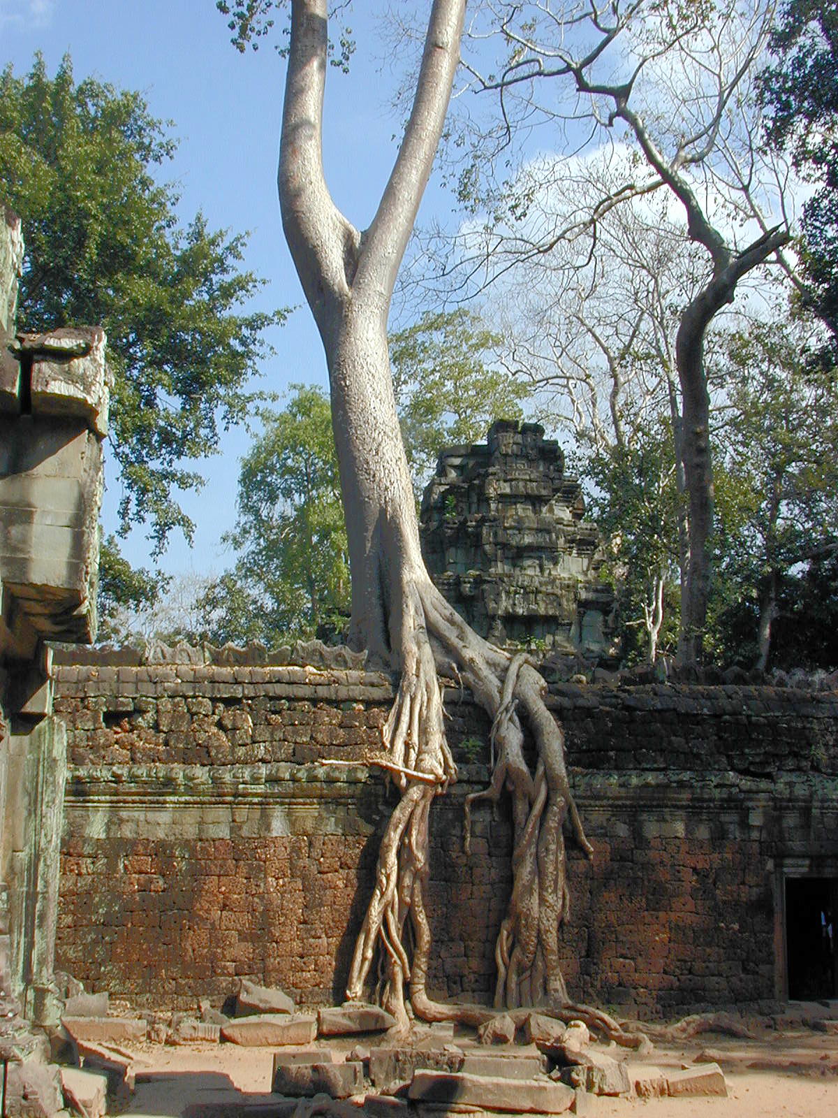 Trees and stone