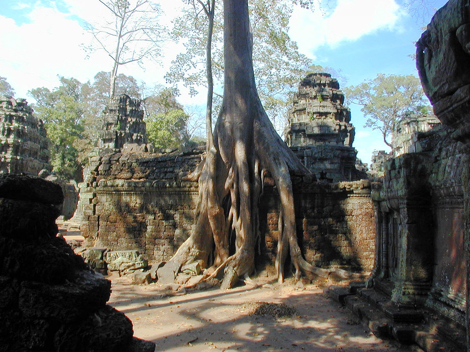 Trees and stone