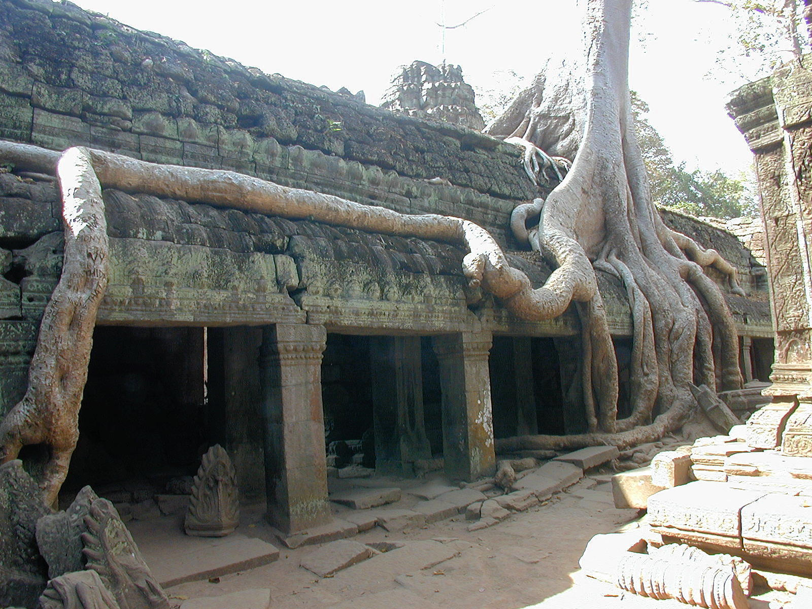 Trees and stone