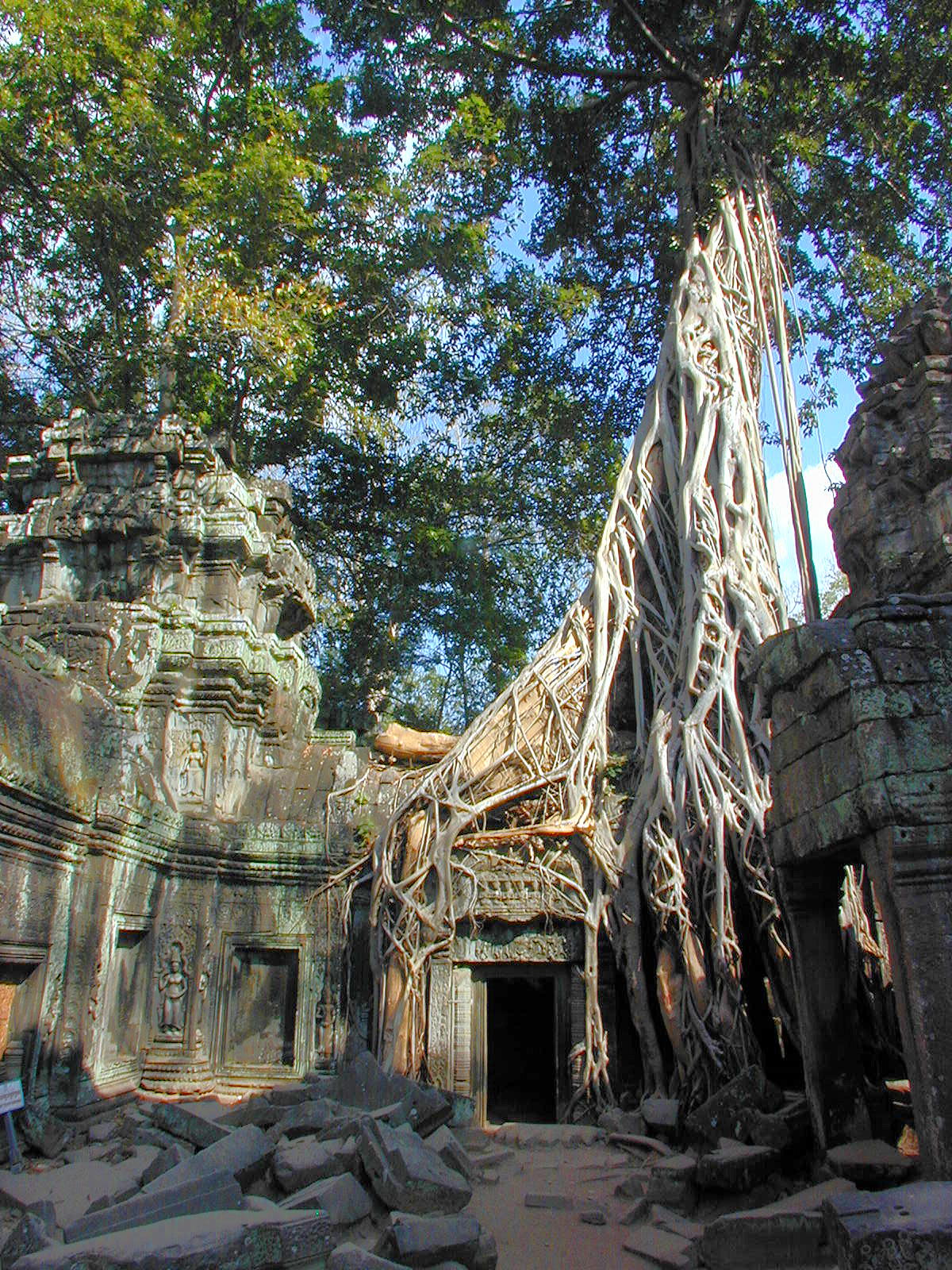 Trees and stone