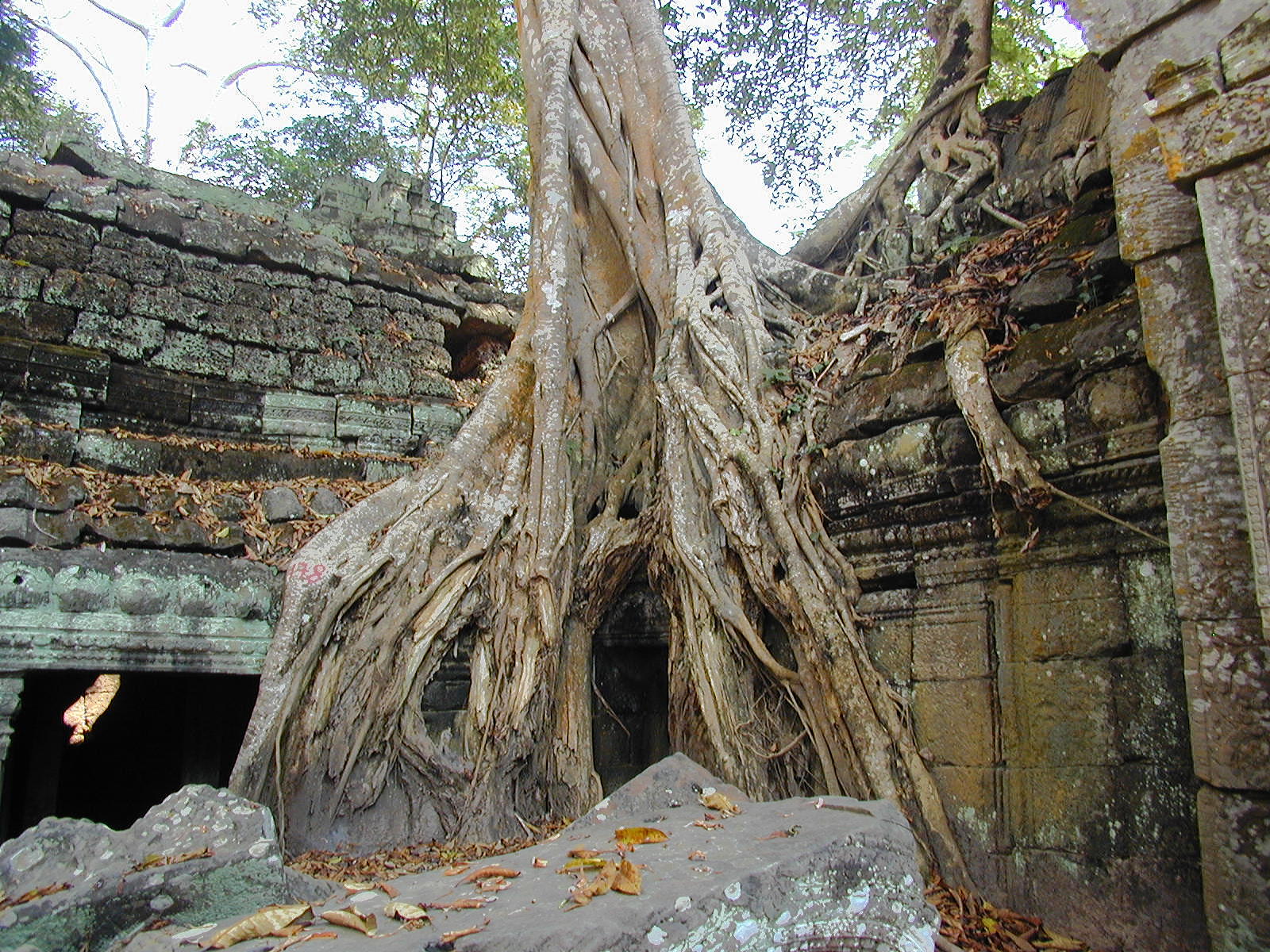 Trees and stone