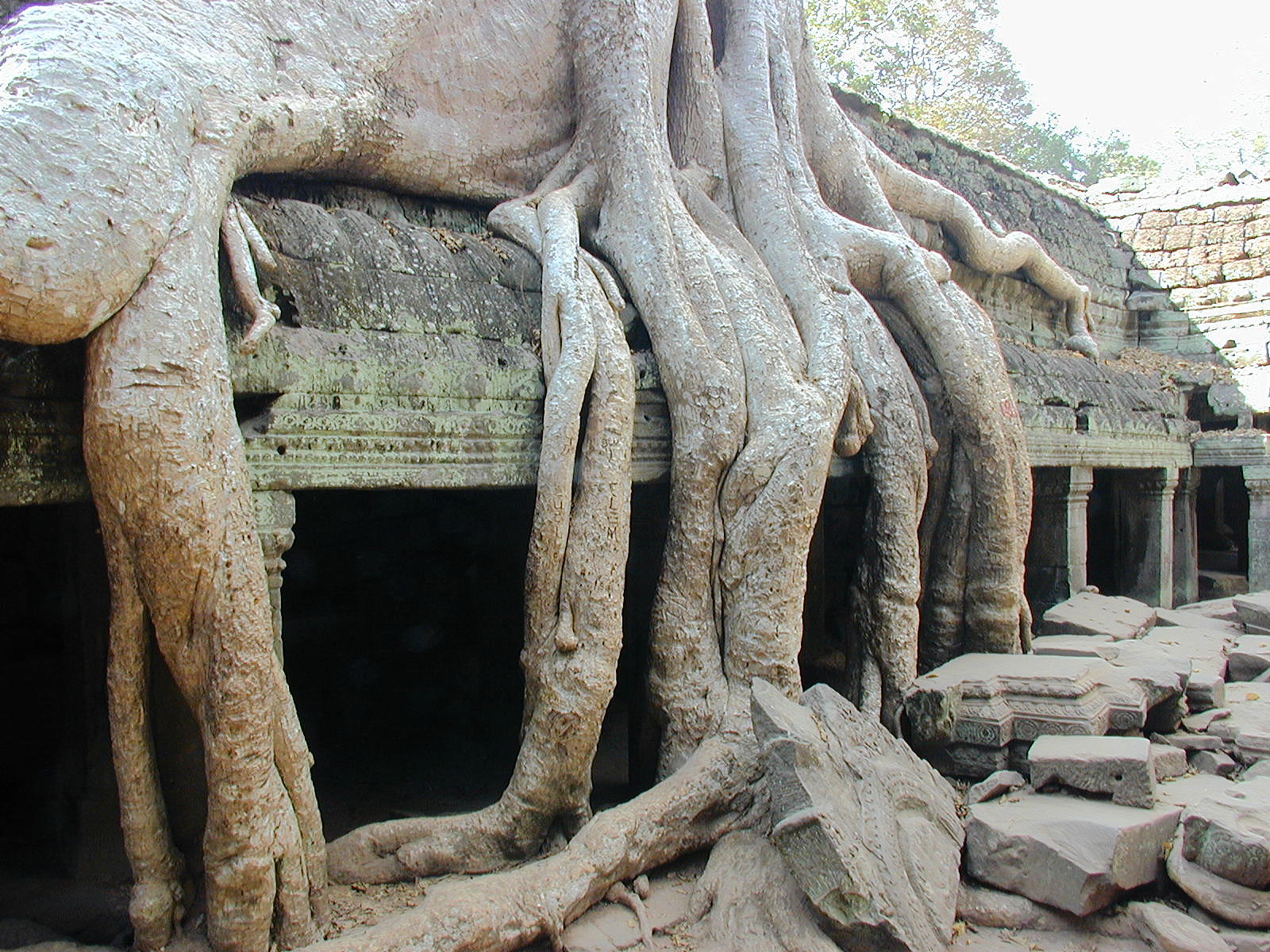 Trees and stone