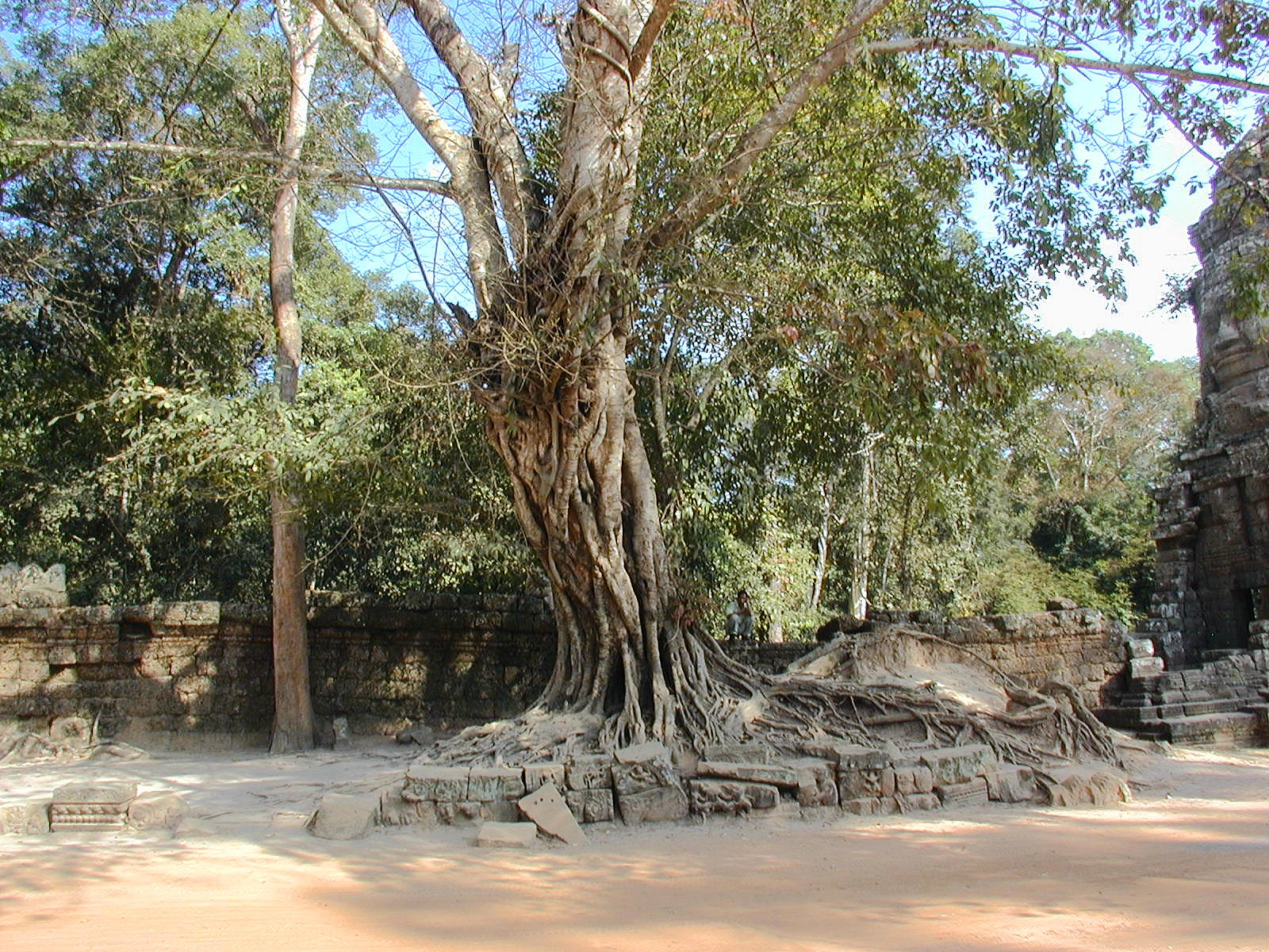 Trees And Stone