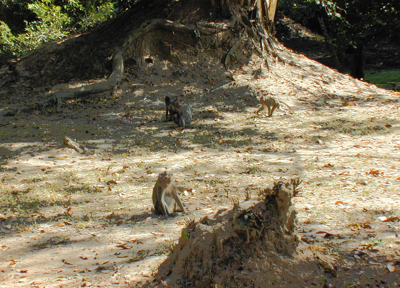 Monkeys playing at the roadside