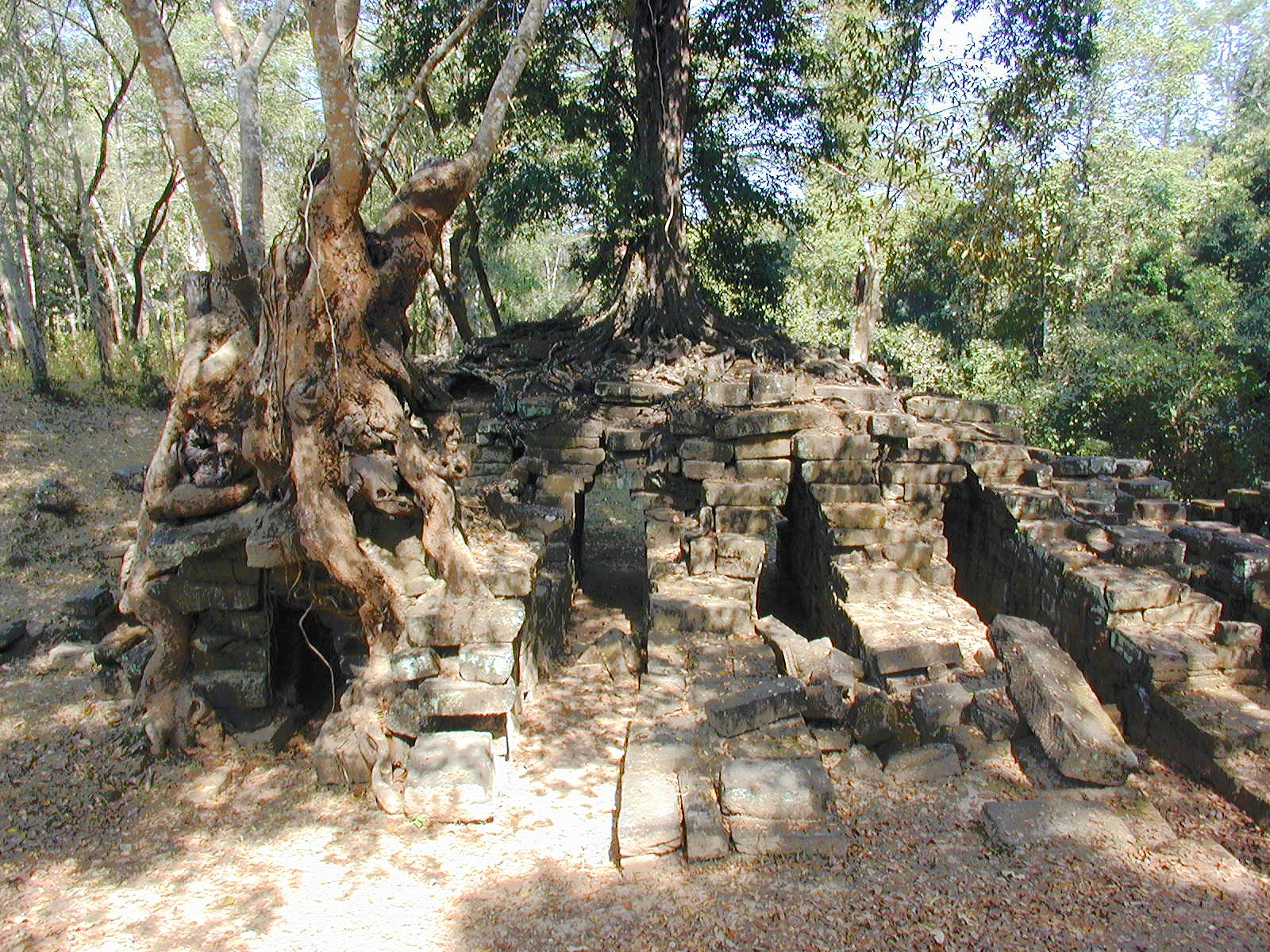 Trees and stone