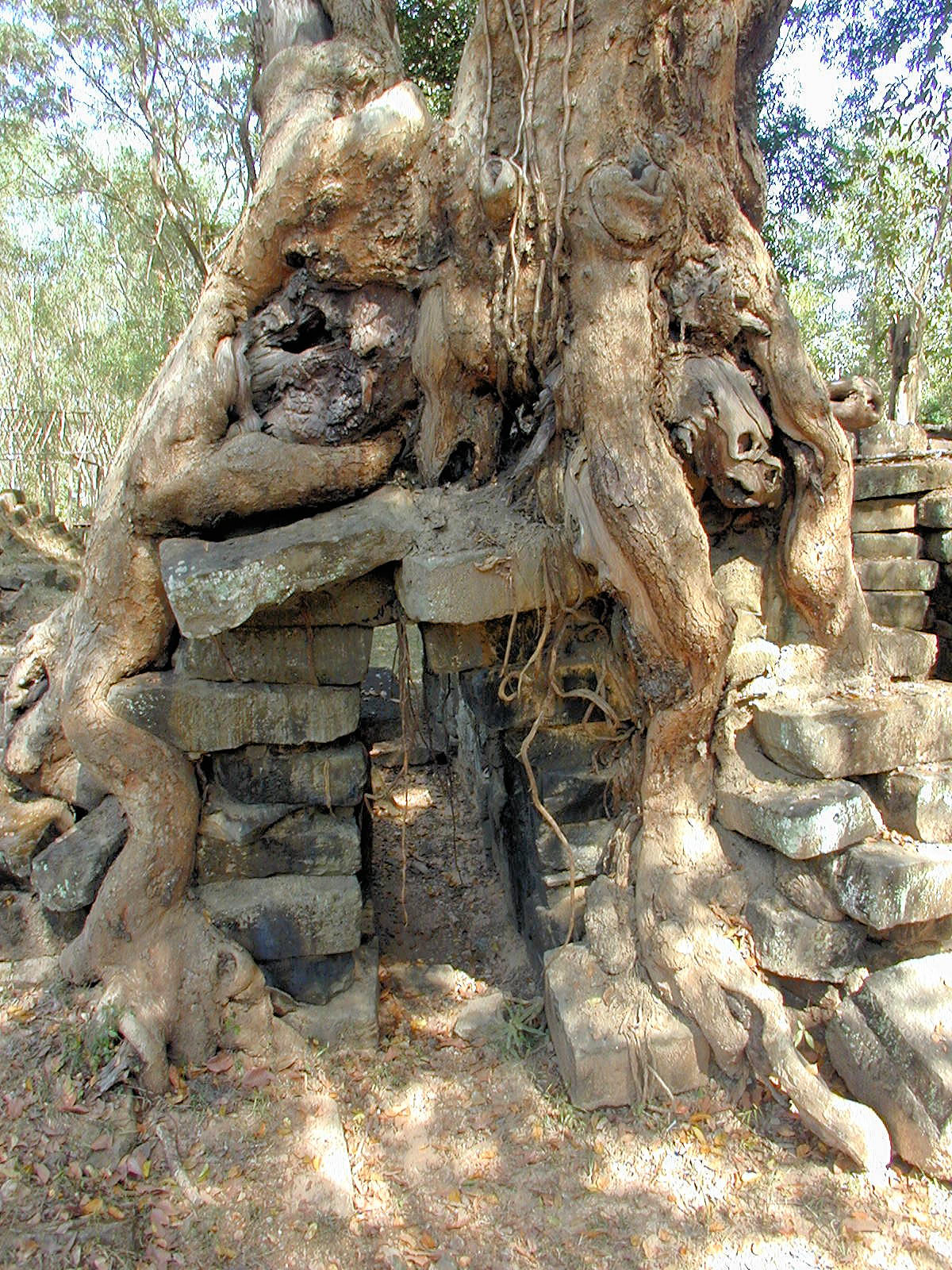 Trees and stone