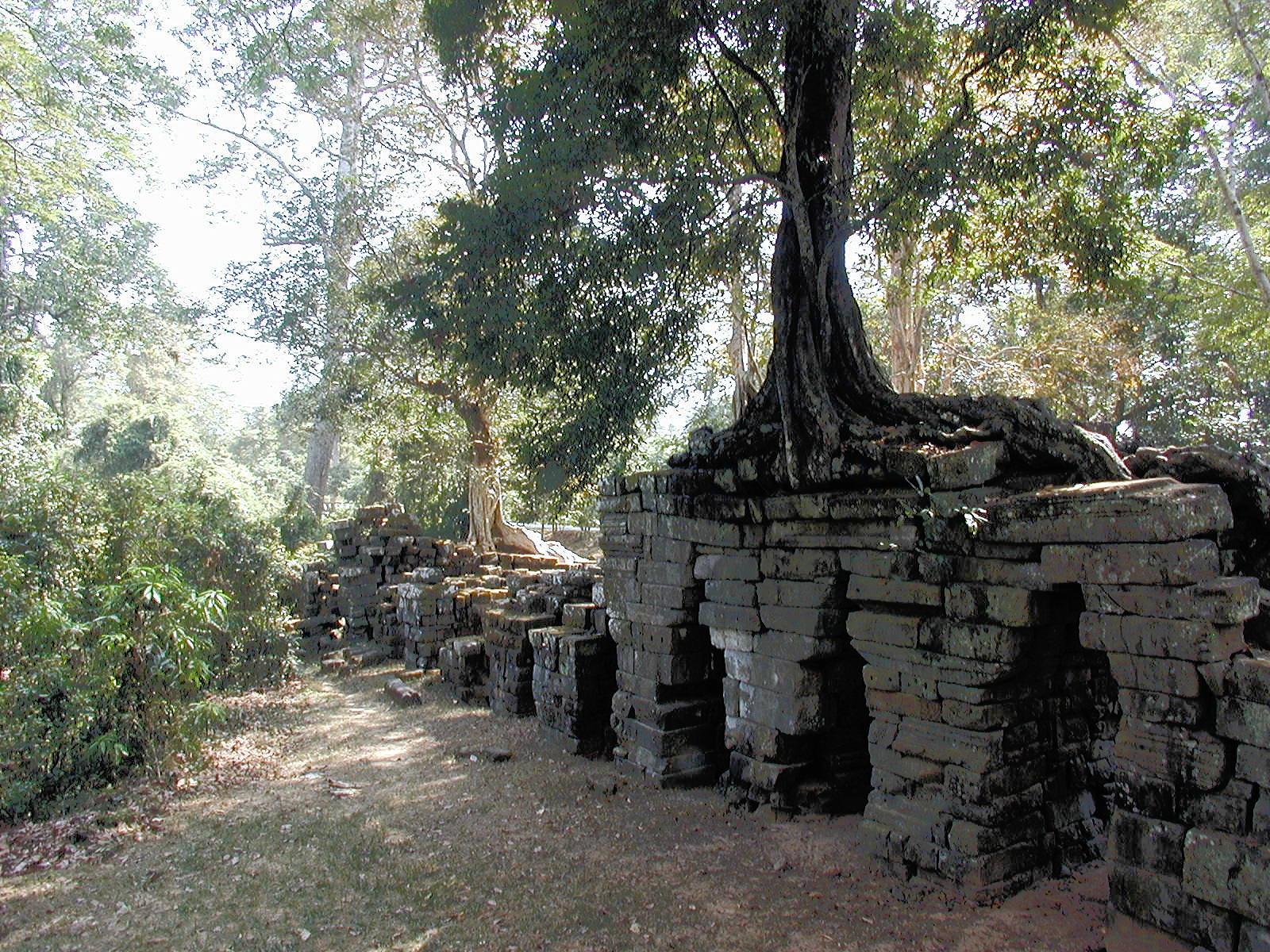 Trees and stone