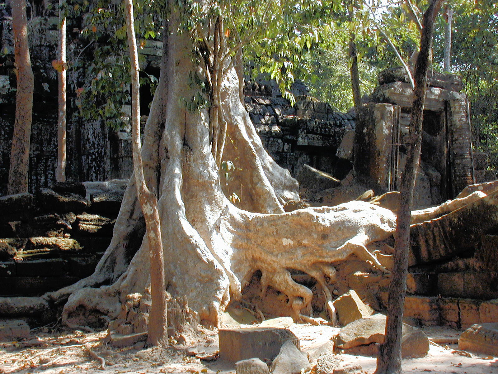 Trees and stone