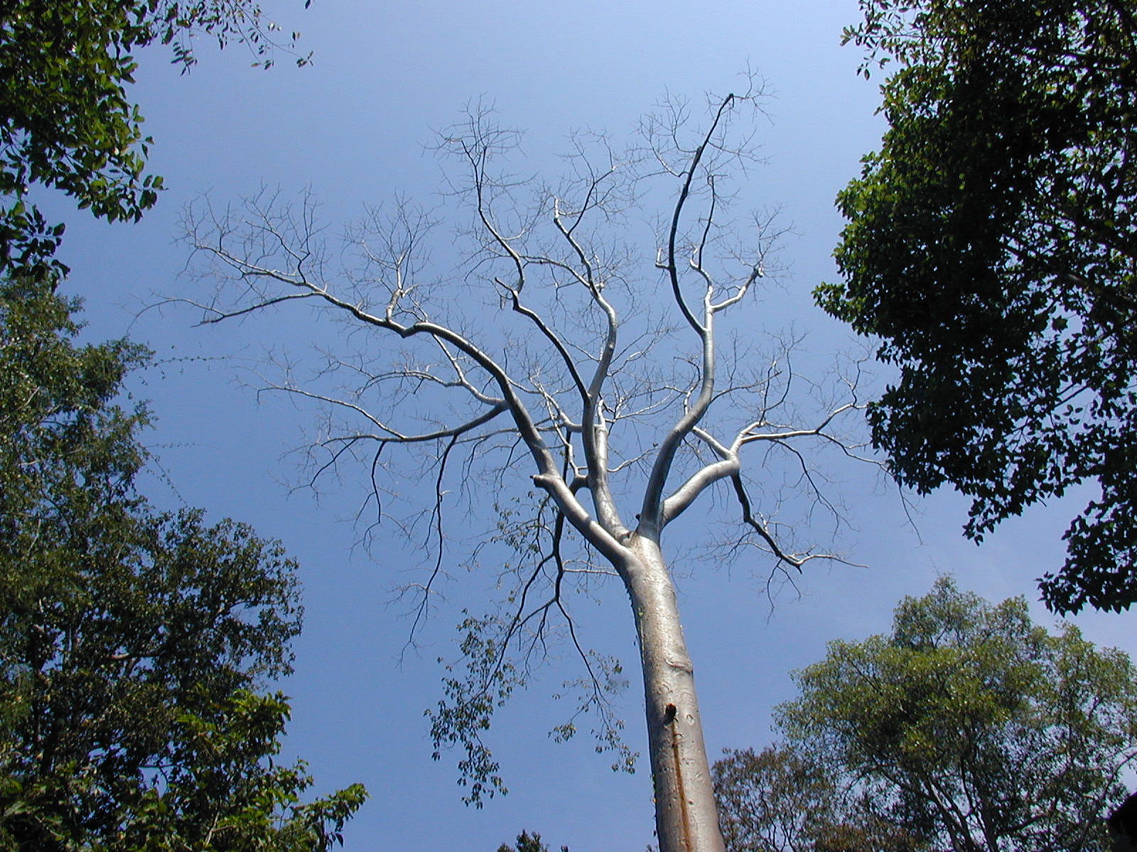 Trees and stone