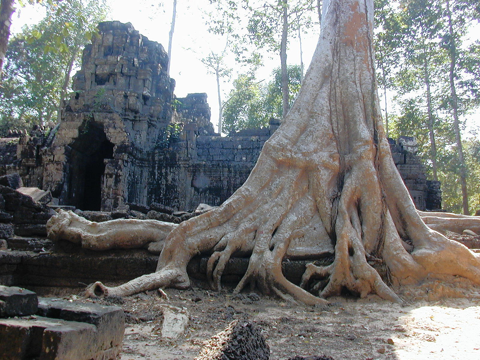 Trees and stone