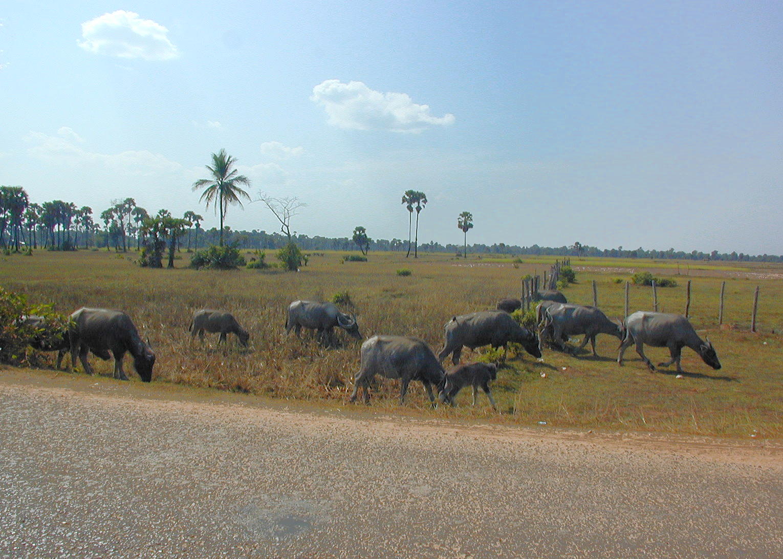 Roadside wildlife