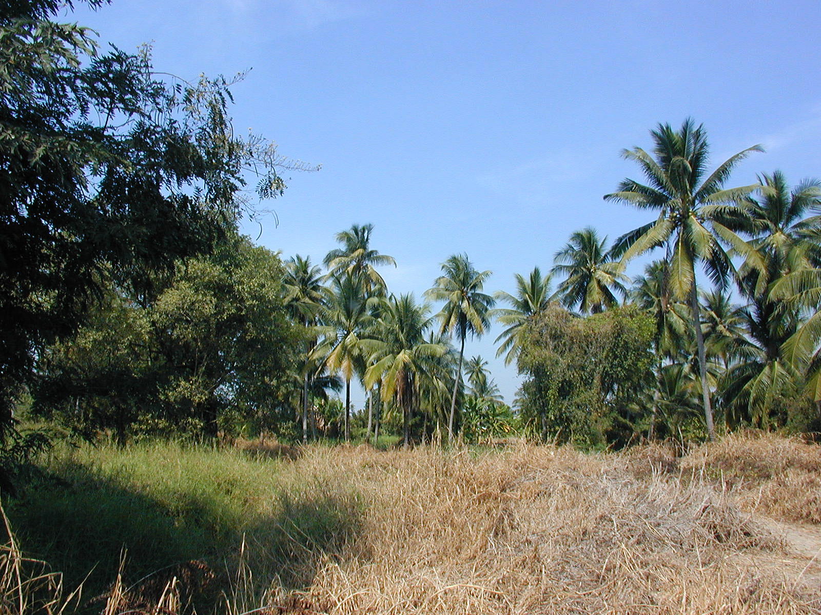 mini plantation
