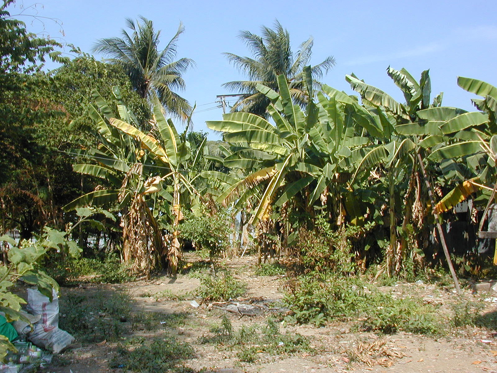 mini plantation