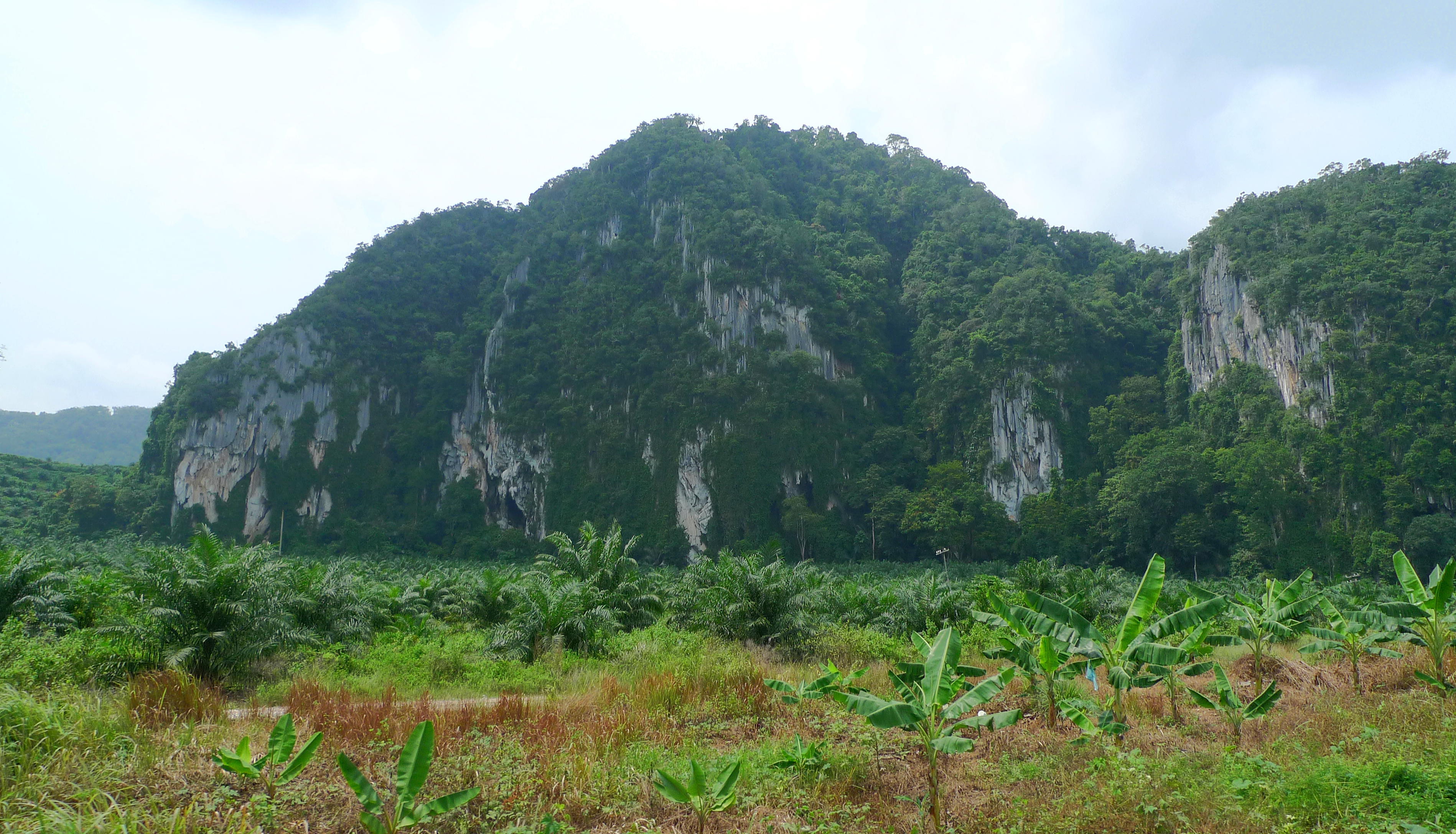 Gua Musang